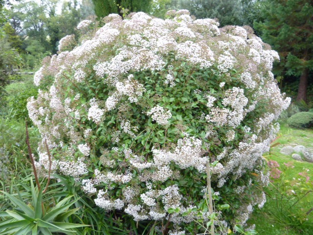 Eupatorium Ligustrinum